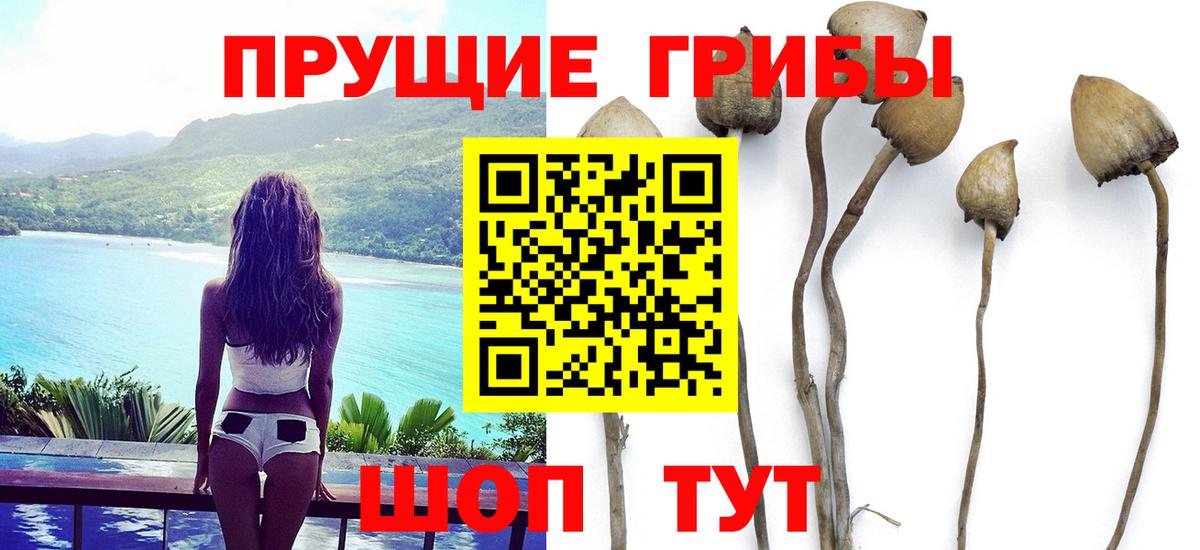 Галлюциногенные грибы Psilocybine cubensis  Вход с VPN  Новокузнецк 